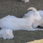 Finca Minimal: Mucho más que Cocina a Leña