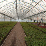 Vivero Mercier: Innovación sostenible de la vitivinicultura de Argentina.