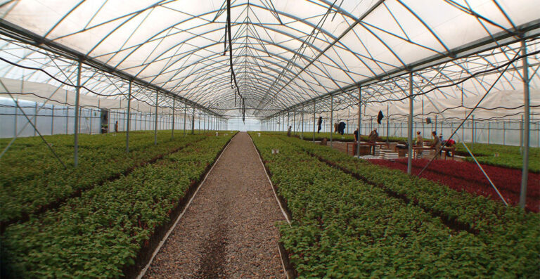 Vivero Mercier: Innovación sostenible de la vitivinicultura de Argentina.