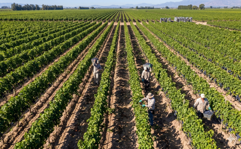 Vendimia 2026: Cuándo es, cómo viene cosecha y todo lo que tenés que saber