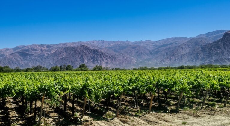 Señales de cambio: Cómo el vino argentino adapta su estrategia en un mercado desafiante